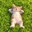 offline